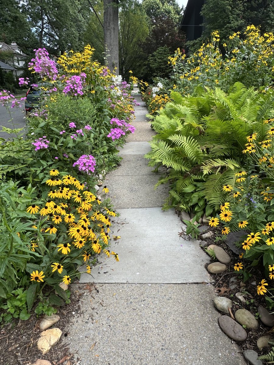 jjz1600's tweet image. On my walk: a neighbor’s sidewalk overflowing w/ Coneflowers, Black-eyed Susans, Phlox, Ferns, & Lilies. It’s wild & wondrous.