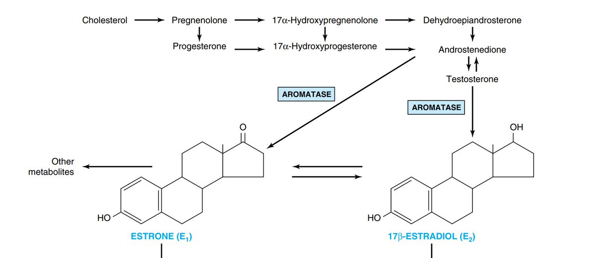 zaelefty's tweet image. Did you know that all our sex hormones (testosterone, estrogen, and progesterone) ultimately originate from cholesterol?