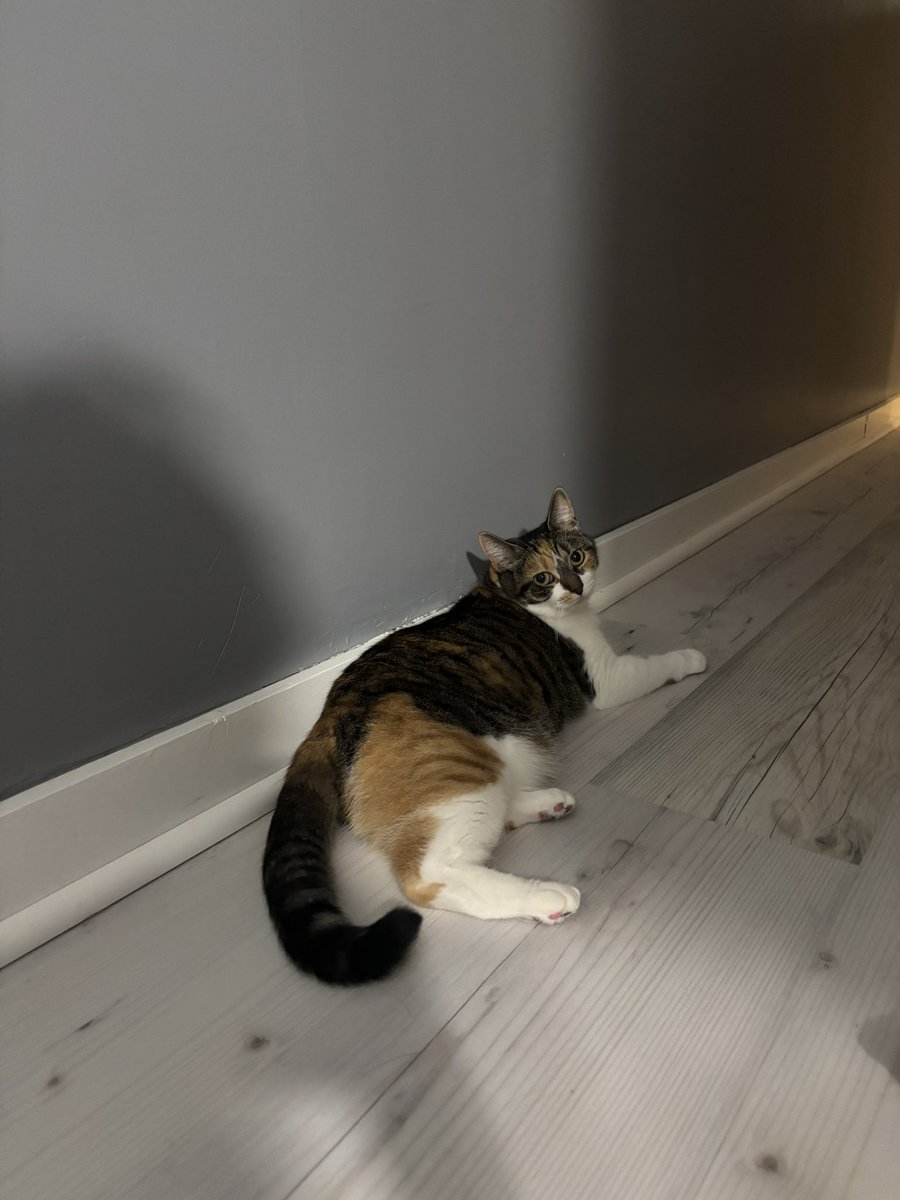 blossumupdate's tweet image. goodnight Blossum time for bed please