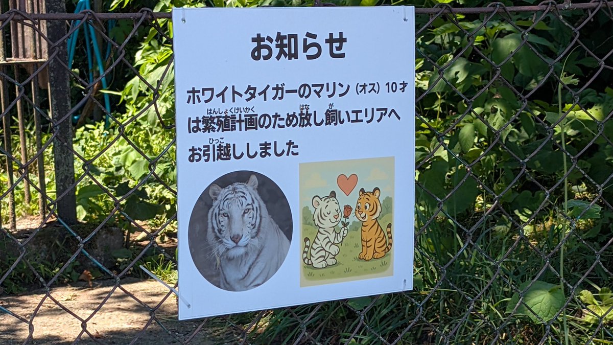 lRodeFdsXGMgJPi's tweet image. #ホワイトタイガー の赤ちゃんそのうち生まれるのかな
どこに展示するんだろ
#東北サファリパーク
#マリン の鼻鳴らしが聞けず寂しかったな😅