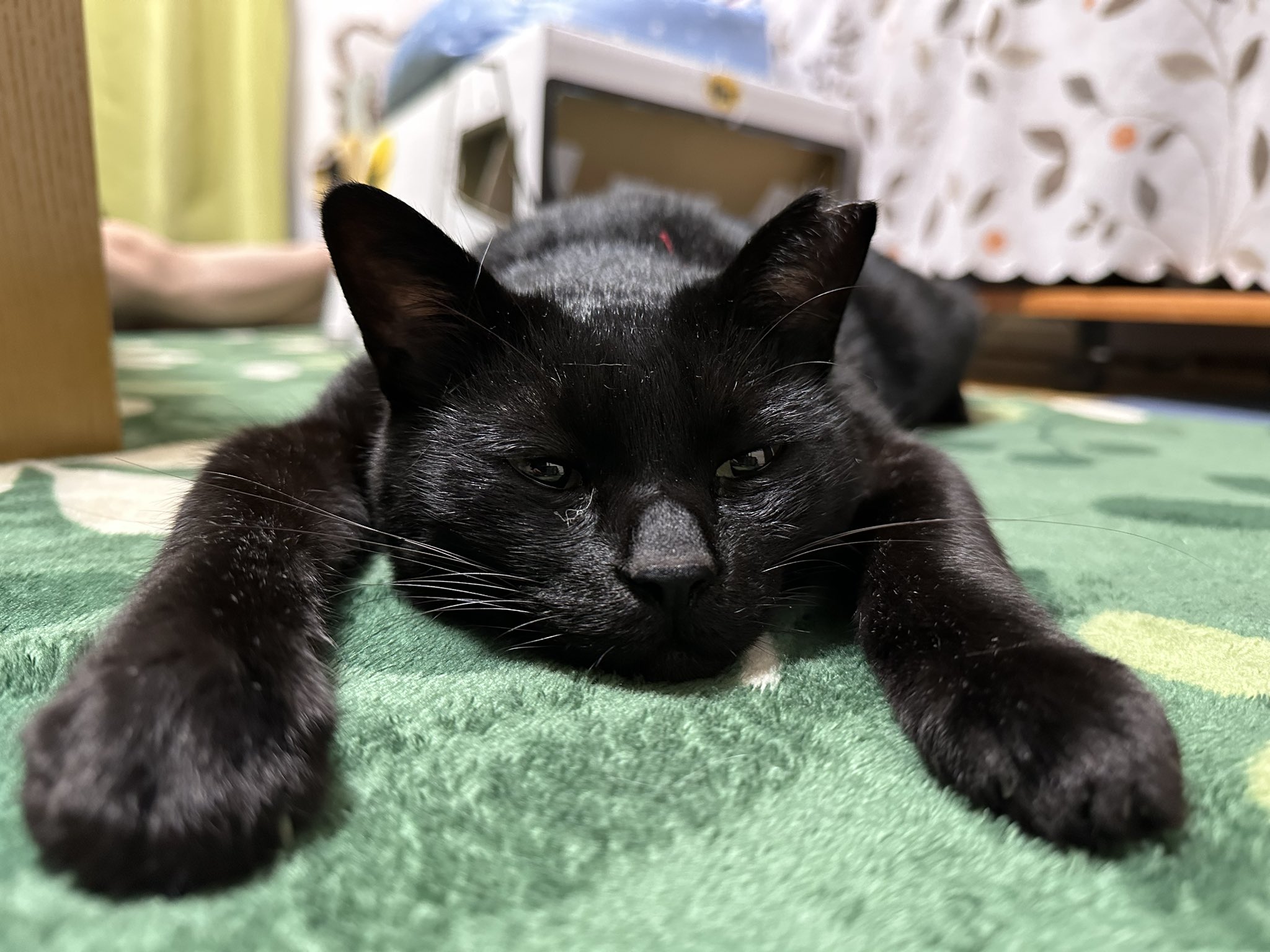 黒猫0619 黒猫はじめました。 on X: 