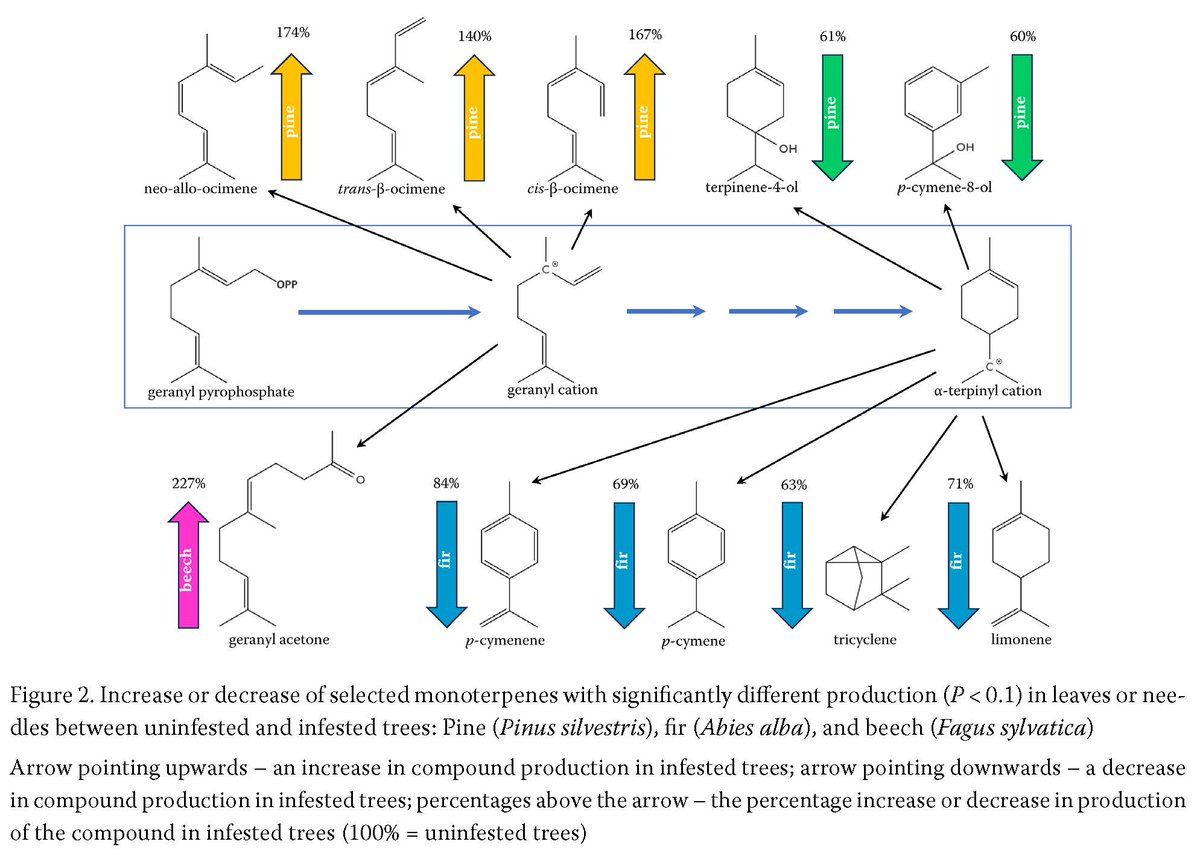 JfsCazv's tweet photo. Read this interesting article: "Changes in volatile organic compounds (VOCs) content in resistant and non-resistant forest trees in response to bark beetle attack" Read more here: https://t.co/xqwHSppnwr #OpenAccess #forest #tree #beetle #Resistance #Forest #Organic https://t.co/nk0XR1l2OZ