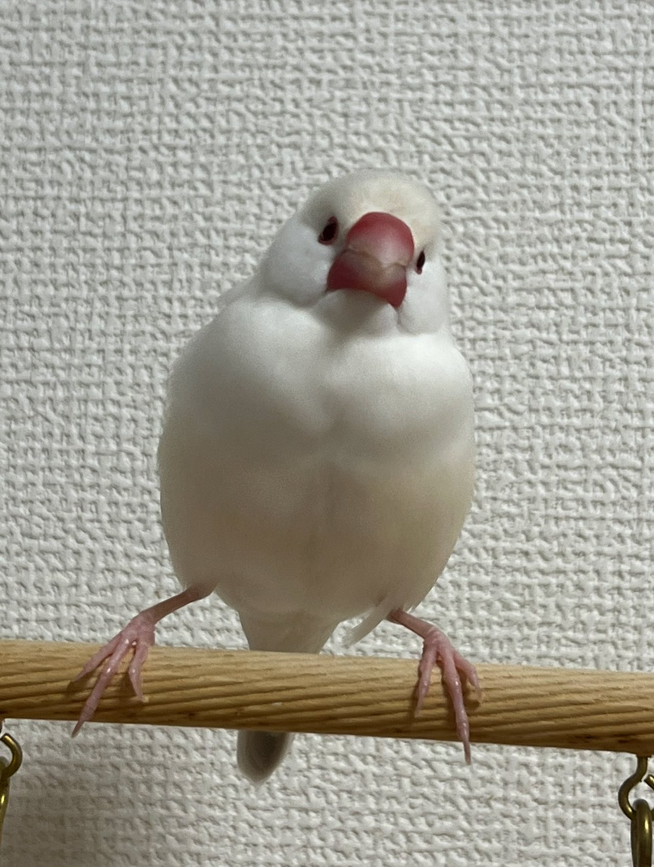 白文鳥のコッコ on X: 