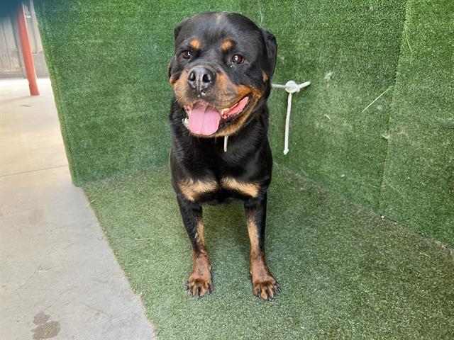 AnimaLancaster's tweet image. #A5711312
Spayed female, black and brown Rottweiler
5 years old.
PetHarbor.com/pet.asp?uaid=L…