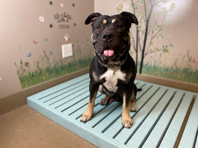 AnimaLancaster's tweet image. #A5422886
Male, black and brown Bulldog mix
7 years old.
PetHarbor.com/pet.asp?uaid=L…