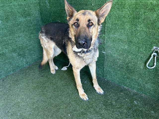 AnimaLancaster's tweet image. #A5516735
Neutered male, brown and black German Shepherd Dog
4 years old.
PetHarbor.com/pet.asp?uaid=L…