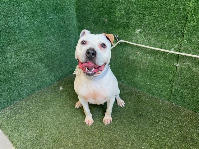 AnimaLancaster's tweet image. #A5711271
Female, white and brown Pit Bull Terrier
6 years old
PetHarbor.com/pet.asp?uaid=L…