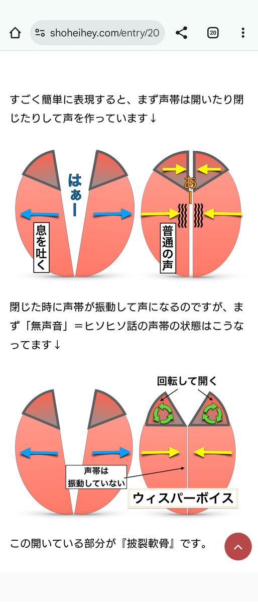 私自身自分の身体で同じようなことをして調査した事があるので、気付いた点をコメントしてみる。

この動画で重要なのは【声帯は閉じているが完全に閉じてはいない】という点。
当たり前だけど完全に声帯が閉じてしまうとそこで息が止まってしまうので一部だけ開ける必要がある。