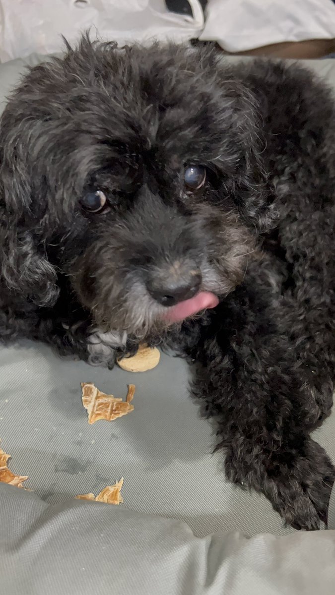 prattle20's tweet image. I’m home after being prodded, stabbed, filmed, jabbed and stuck in a cage next to a puppy. the diagnosis is: SCD, Senior Citizen Dog. thanks for all the love, pals❤️❤️