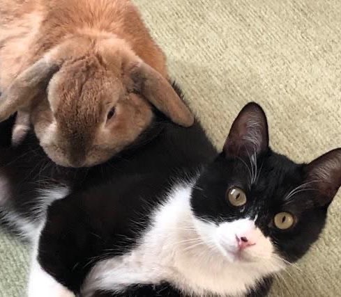 sionisrabbit's tweet image. 