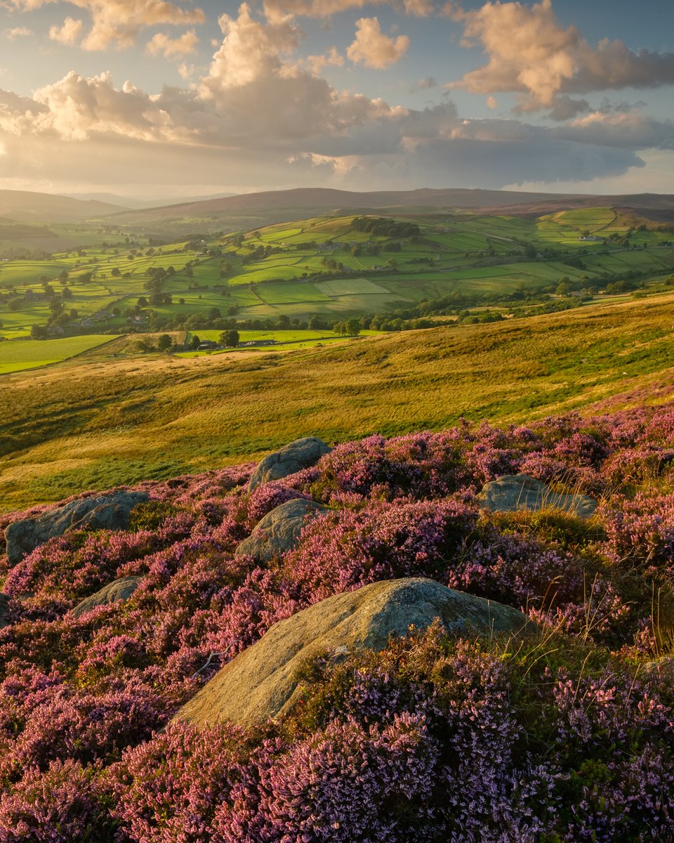 yorkshire_dales's tweet photo. Who's noticed that the heather is starting to bloom on the moors? 🌸 Your #PicOfTheDay was taken overlooking #Wharedale in a previous year. 

📸 Thanks to Kev Lockwood Photography 

#YorkshireDales #TuesdayThoughts #NatureTherapy #GetOutdoors https://t.co/bjTXopIc9D