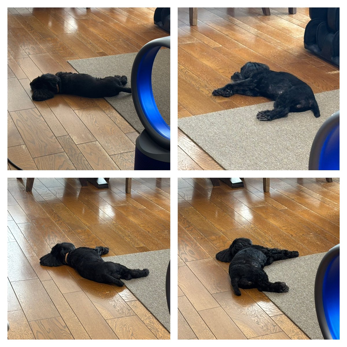 akr_0211's tweet image. 床に落ちてる犬🐕‍🦺特集です