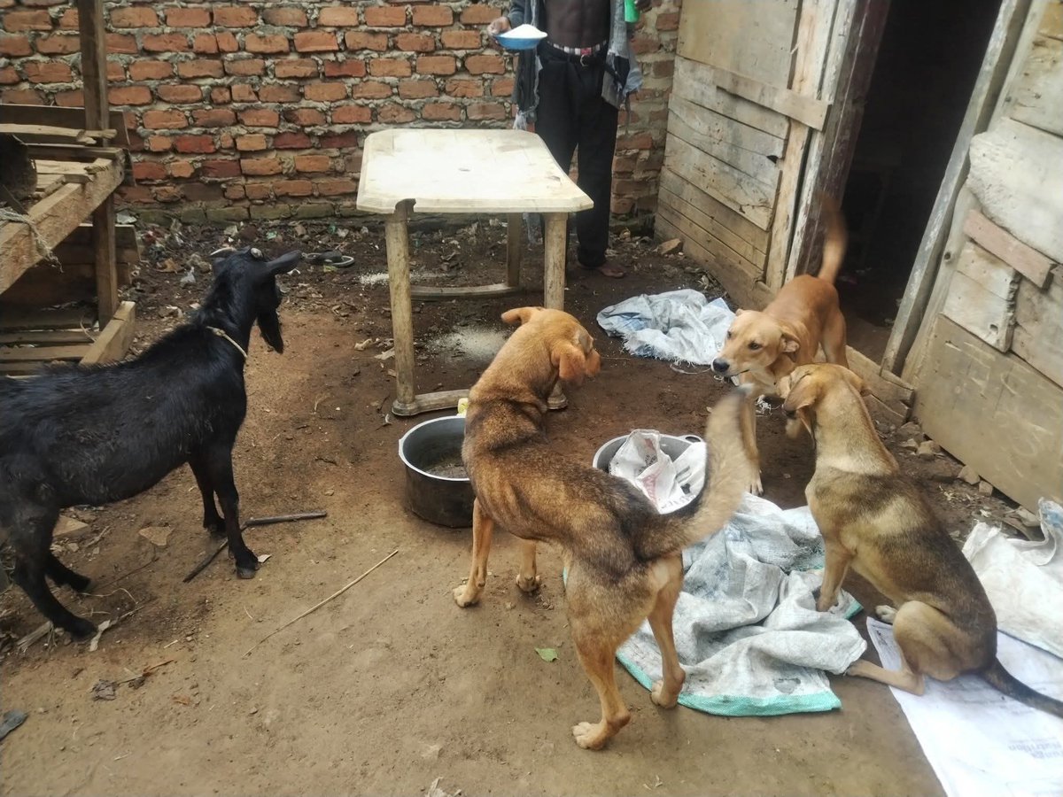 Joseph3Sengendo's tweet image. Turn your home to be a home of peace for all beings but not slaughter house of animals