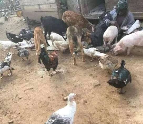 Joseph3Sengendo's tweet image. Turn your home to be a home of peace for all beings but not slaughter house of animals