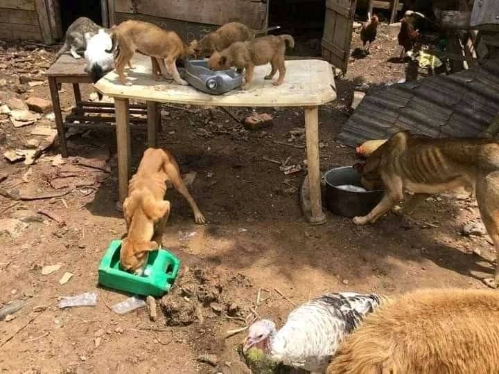 Joseph3Sengendo's tweet image. Turn your home to be a home of peace for all beings but not slaughter house of animals