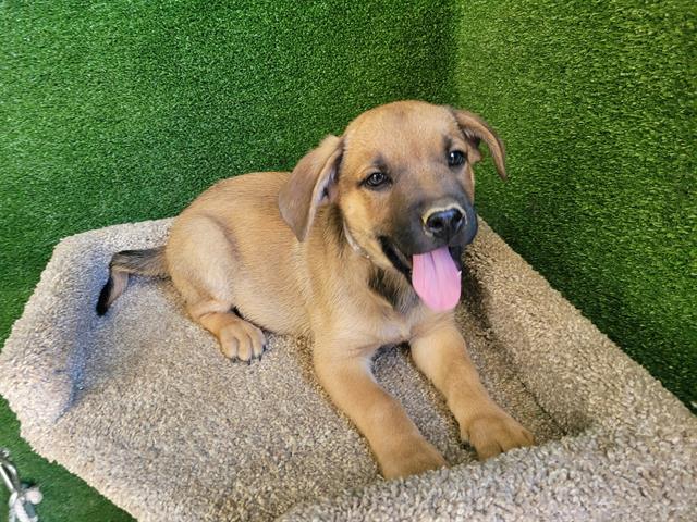 AnimaLancaster's tweet image. #A5711875
Male, brown German Shepherd Dog
11 weeks old.
PetHarbor.com/pet.asp?uaid=L…