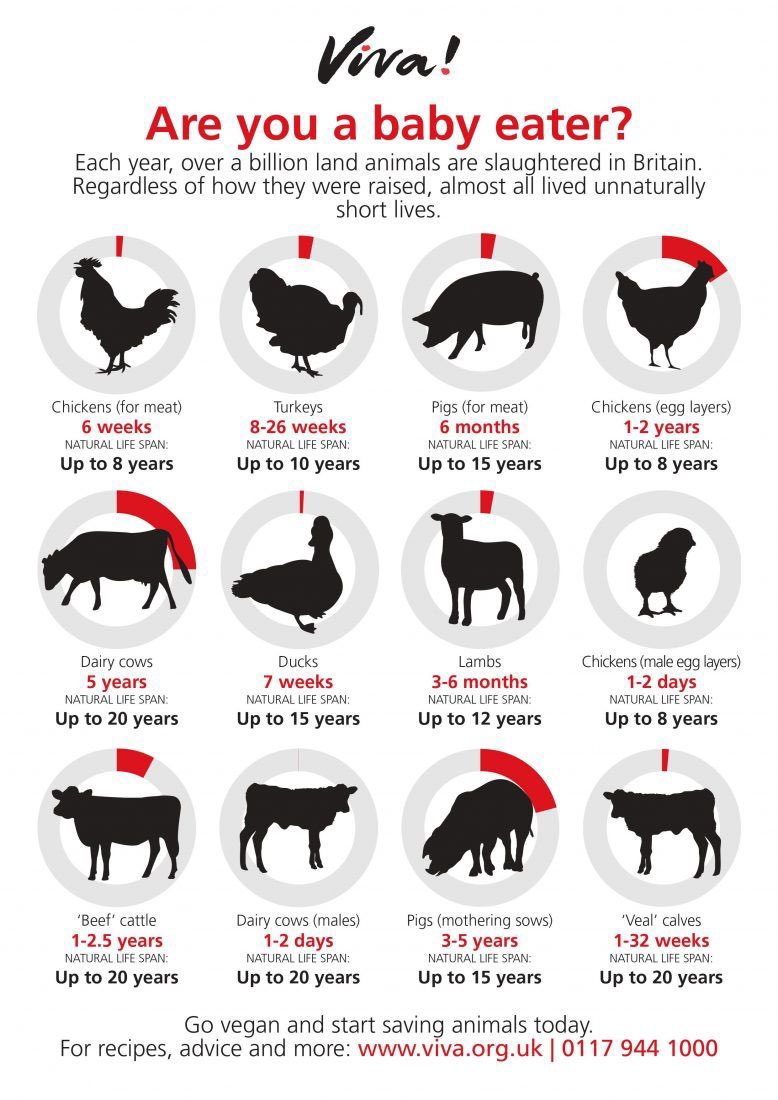 baselessassert's tweet image. Are meat eaters aware of this?