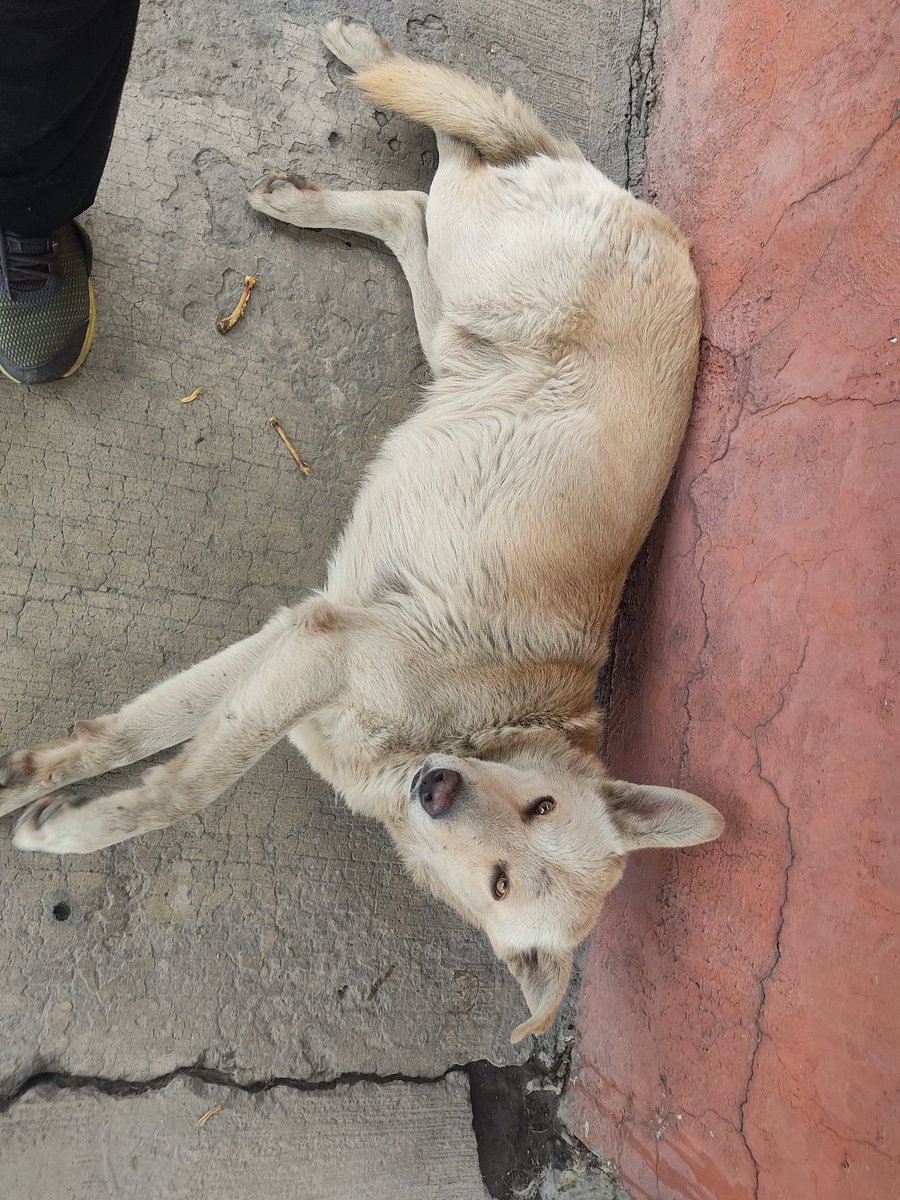#diadelperromd #DiaMundialDelPerro #DiaDelPerro ojalá todos tuvieran casita, estos perritos regresarán a la calle si no encontramos casita temporal o definitiva, la perrita con bebés apenas dejé de amamantar la operamos y los bebés? Necesitan casita #Ayuda #UrgenteCOMPARTAN  🐾