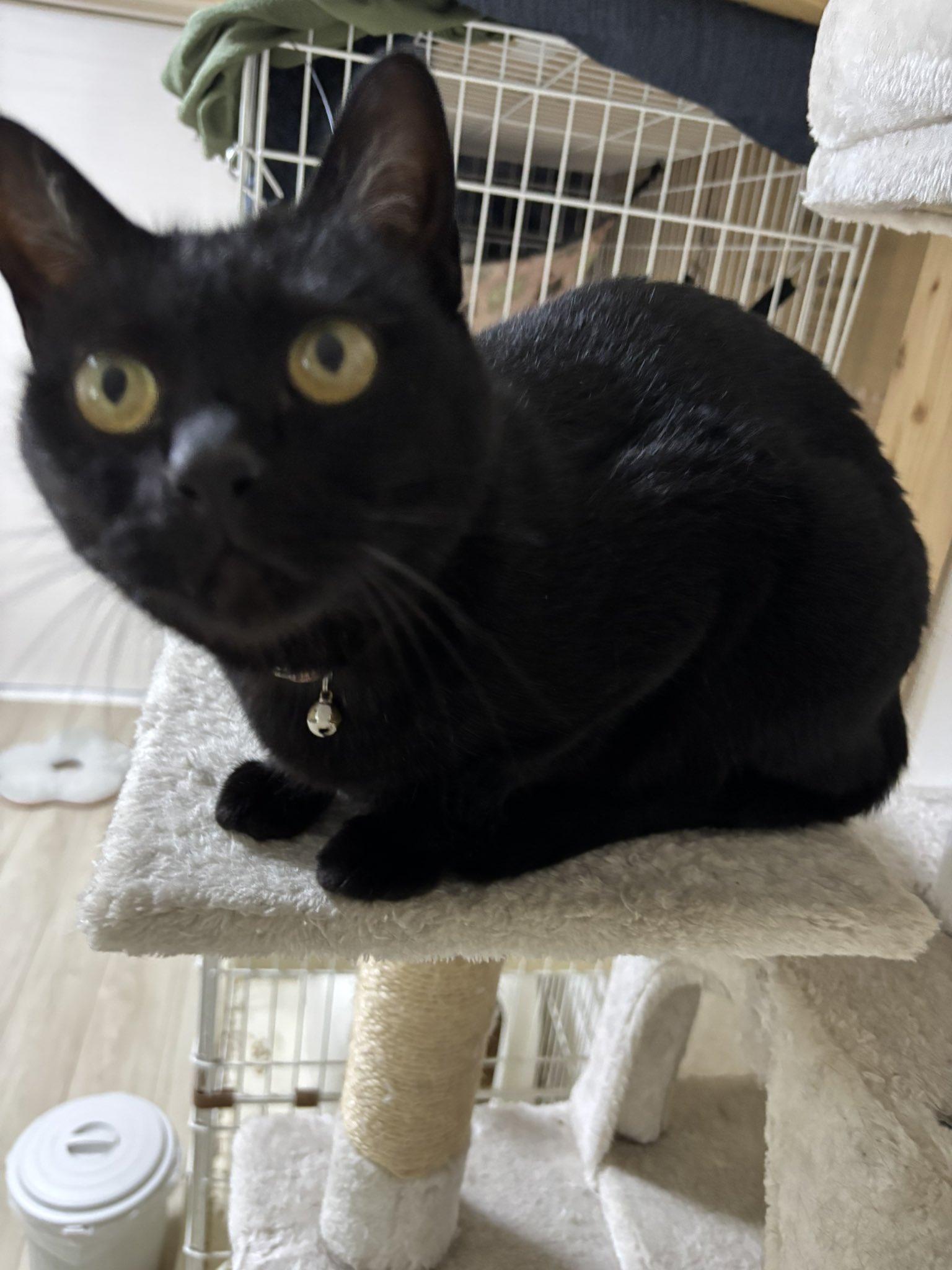 黒猫1 ねこちゃんず on X: 