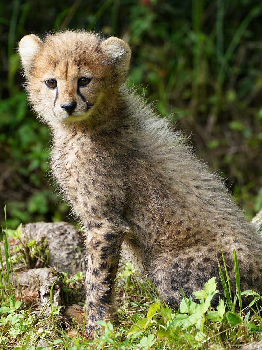 fuji_safari1980's tweet image. チーターの赤ちゃんは
ふわふわの毛並みをしています。
背中にあるタテガミのような毛も
幼い頃だけの特徴です👀
#動物の赤ちゃん
fujisafari.co.jp/news/baby/4827…