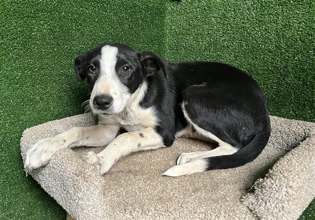 AnimaLancaster's tweet image. #A5712584
Female, black and white Border Collie mix
6 months old.
PetHarbor.com/pet.asp?uaid=L…