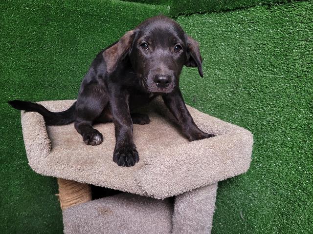 AnimaLancaster's tweet image. #A5712762
Male, black brindle Labrador Retriever
9 weeks old.
PetHarbor.com/pet.asp?uaid=L…