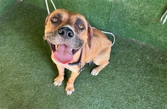 AnimaLancaster's tweet image. #A5712810
Female, brown and black Black Mouth Cur
1 year old.
PetHarbor.com/pet.asp?uaid=L…