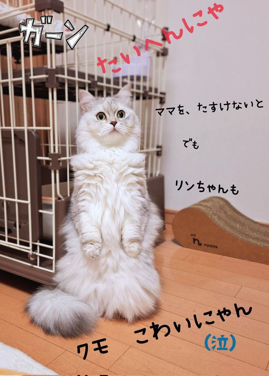 FrancesKingdom's tweet image. まだ🕷️捕獲できてません😣
悪い子じゃないみたいだけど
大きくて、長い足で
サーと逃げる
リビングだから、なるべくキンチョールみたいなのは避けたいので
虫取り網と🕷️用のスプレーを
かってきました。
🕷️用スプレーで家具の裏から出させて
網で捕獲する作戦でいきます💪
頑張ります❕