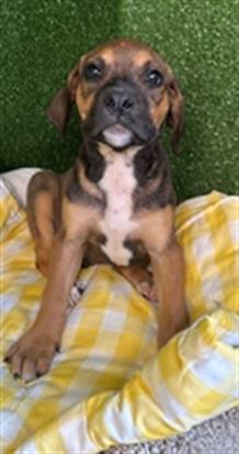 AnimaLancaster's tweet image. #A5712797
All female, black and brown Bullmastiff
10 weeks old.
PetHarbor.com/pet.asp?uaid=L…