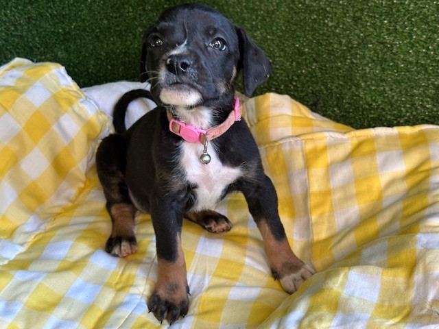 AnimaLancaster's tweet image. #A5712797
All female, black and brown Bullmastiff
10 weeks old.
PetHarbor.com/pet.asp?uaid=L…