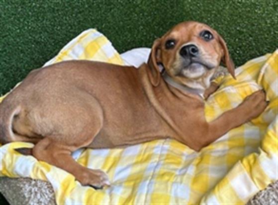 AnimaLancaster's tweet image. #A5712797
All female, black and brown Bullmastiff
10 weeks old.
PetHarbor.com/pet.asp?uaid=L…