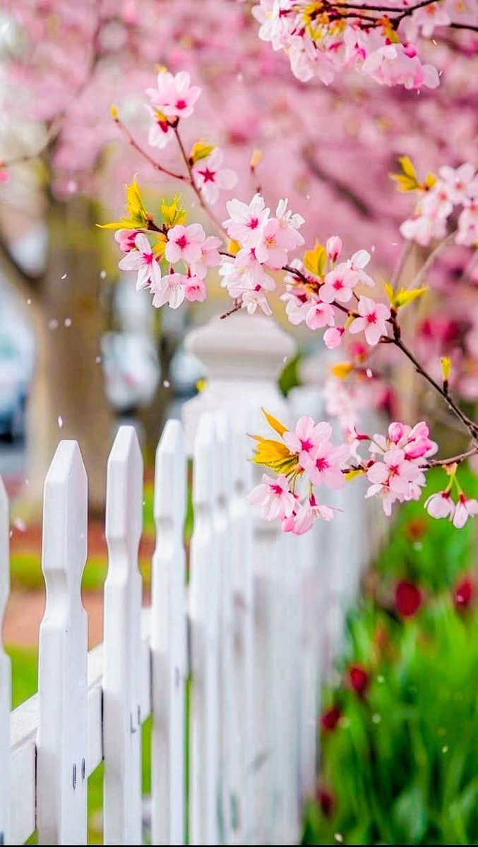 __Hele vakit gelsin,sevda dal versin
uzanacağiz bir sabah çiçekli bir ağaca...

____Gün güzellikler getirsin....