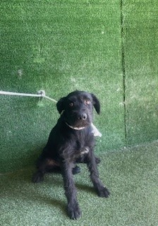AnimaLancaster's tweet image. #A5713542
Male, black Terrier mix
6 months old.
PetHarbor.com/pet.asp?uaid=L…