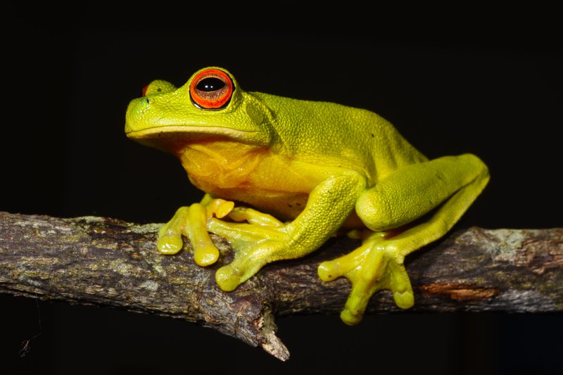 SouthApe's tweet image. Convergent evolution strikes again and once again a collaborative effort from the rainforests of Australia and Central America.
In Australia we have the Red-Eyed Tree Frog(Ranoidea chloris), and in
Central America we have the Red-Eyed Tree Frog(Agalychnis callidryas)