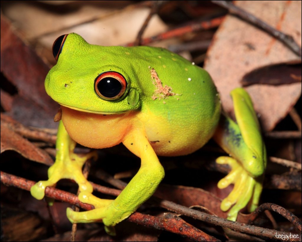 SouthApe's tweet image. Convergent evolution strikes again and once again a collaborative effort from the rainforests of Australia and Central America.
In Australia we have the Red-Eyed Tree Frog(Ranoidea chloris), and in
Central America we have the Red-Eyed Tree Frog(Agalychnis callidryas)