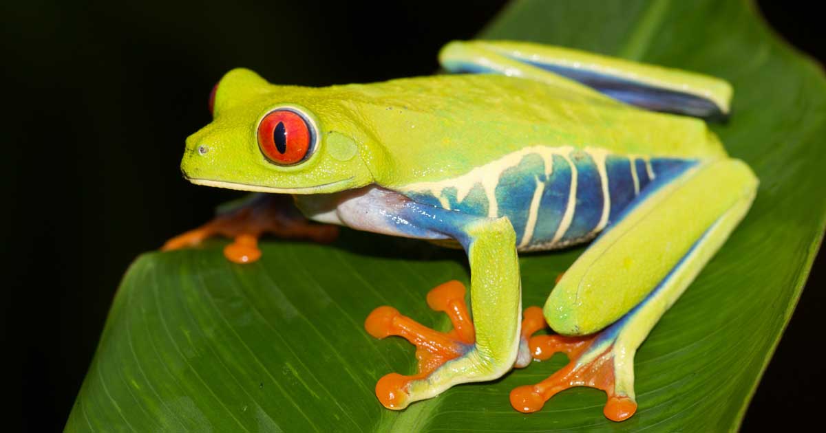 SouthApe's tweet image. Convergent evolution strikes again and once again a collaborative effort from the rainforests of Australia and Central America.
In Australia we have the Red-Eyed Tree Frog(Ranoidea chloris), and in
Central America we have the Red-Eyed Tree Frog(Agalychnis callidryas)