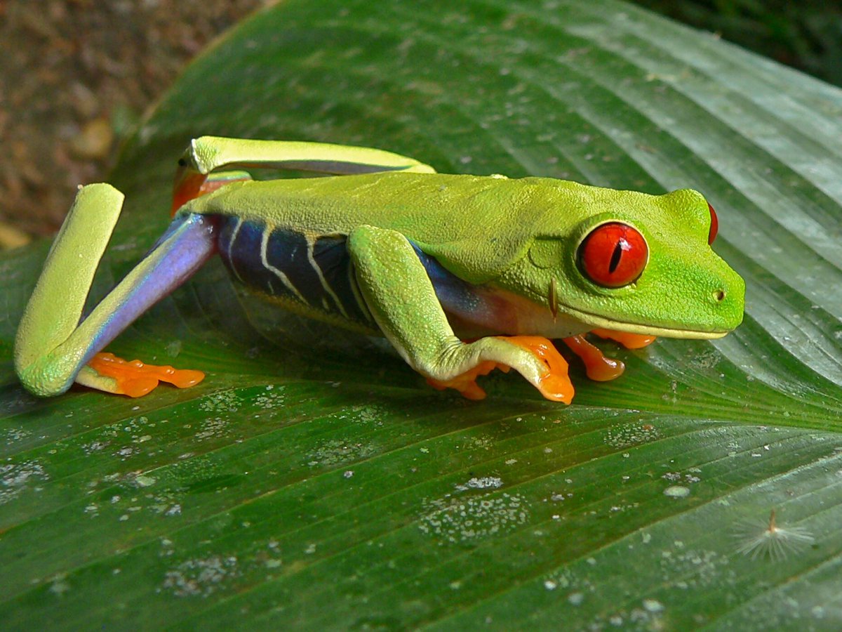 SouthApe's tweet image. Convergent evolution strikes again and once again a collaborative effort from the rainforests of Australia and Central America.
In Australia we have the Red-Eyed Tree Frog(Ranoidea chloris), and in
Central America we have the Red-Eyed Tree Frog(Agalychnis callidryas)