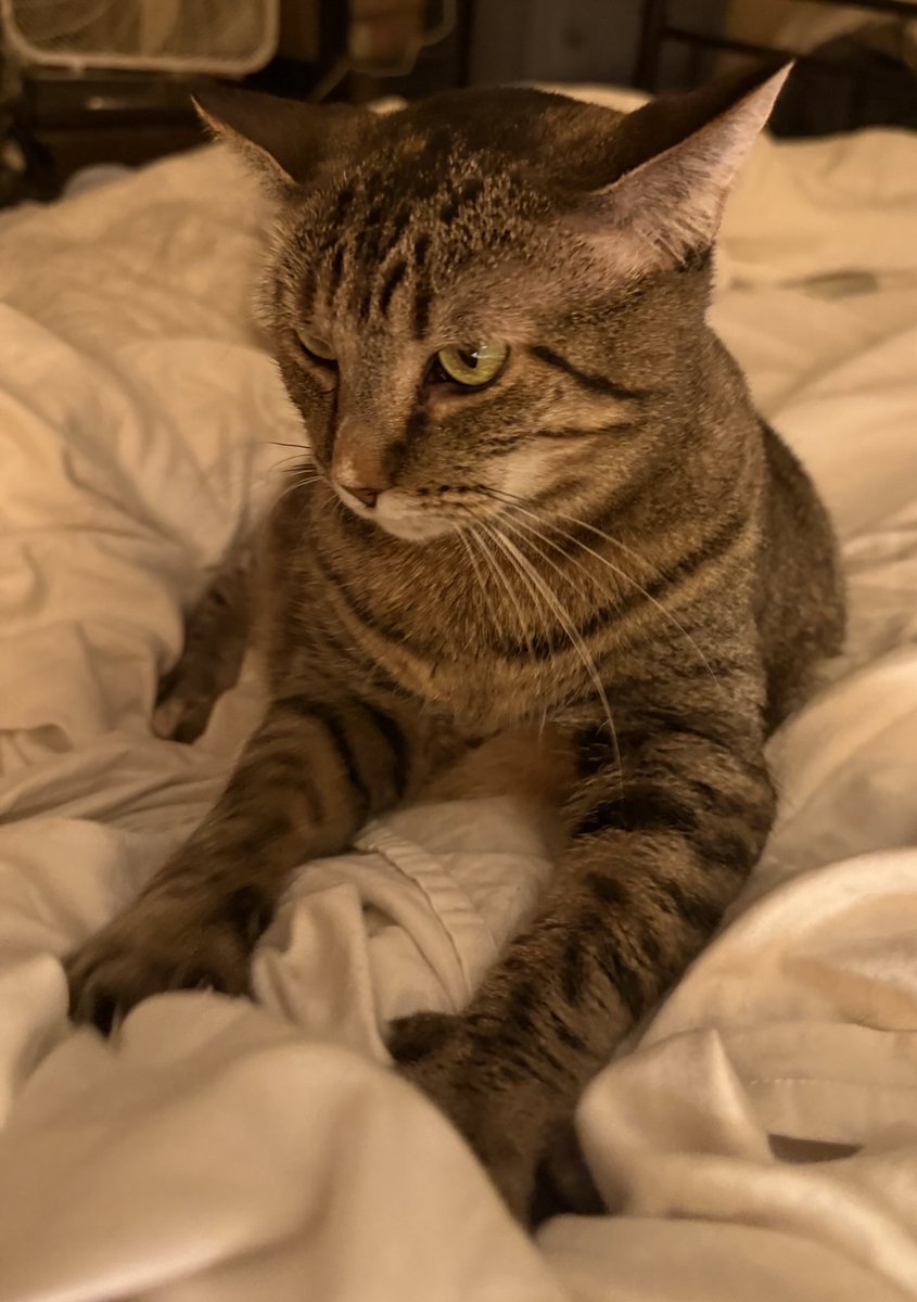 Goodnight Meow Meow