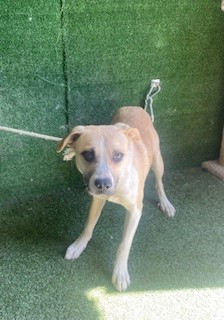 AnimaLancaster's tweet image. #A5713546
Neutered male, tan and white Catahoula Leopard Hound mix
5 months old.
PetHarbor.com/pet.asp?uaid=L…