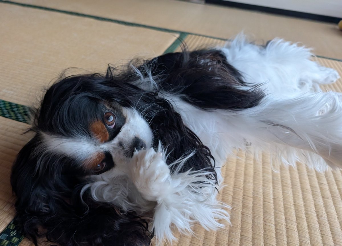 新しいLINEスタンプ作ってみました🤭
今回は今までの芸風？🤣とはガラリと変えて[社畜うさぎのオフィススタンプ1]
line.me/S/sticker/3127…
ぜひ使ってみてくださいね💕
と、もはや別人(🐶)のサマカ前のミルクちゃん😍