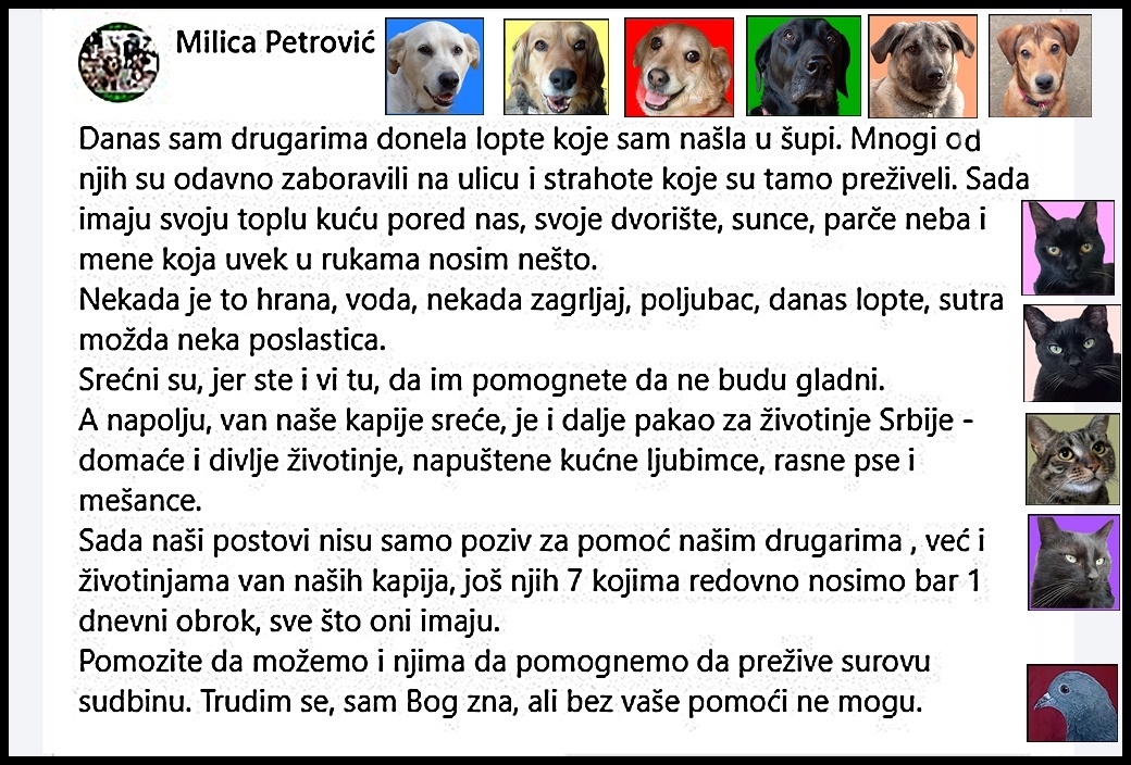 milicappetrovic's tweet image. Ovaj mesec ćemo morati ranije da krenemo sa prikupljanjem pomoći za njuškice, s obzirom da im treba mnogo, a jako teško i sporo se prikuplja,sada su još i odmori, ljudi se istrošili,a njuškice moraju da imaju najosnovnije-da jedu. 160-5100101716727-72 , PayPal: milicapc@gmail.com