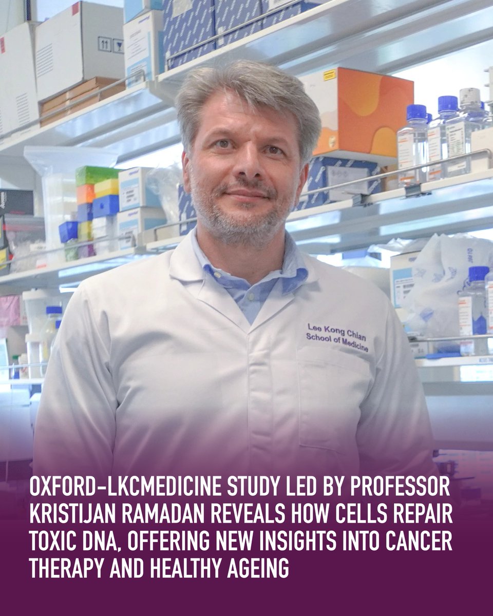 Breakthrough in DNA repair! 🧬
Oxford-LKCMedicine team led by Prof Kristijan Ramadan uncovers how SPRTN targets toxic DNA-protein crosslinks, boosting repair 67-fold!
Findings offer new hope for cancer therapy &amp; healthy ageing. 🔬
#LKCMedicine #CancerResearch #HealthyAgeing