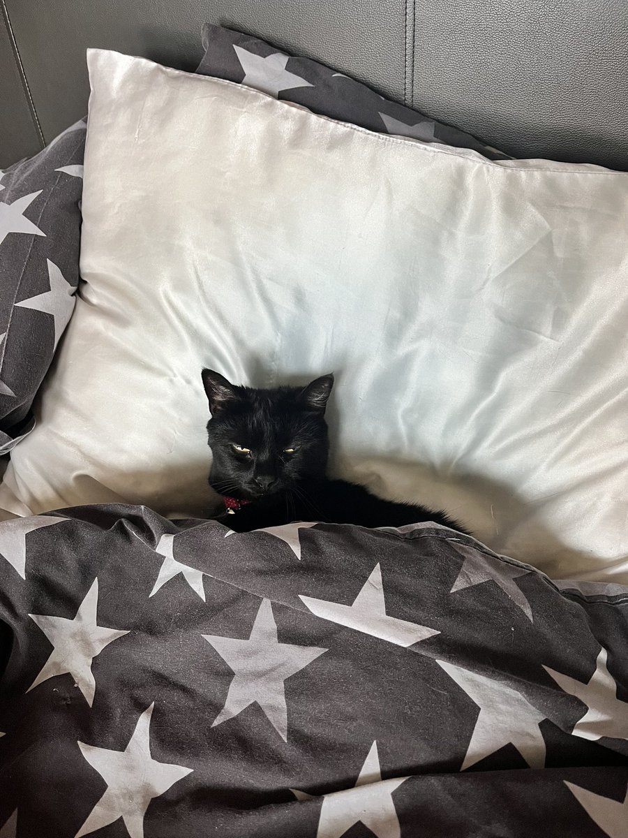 Someone’s comfy…