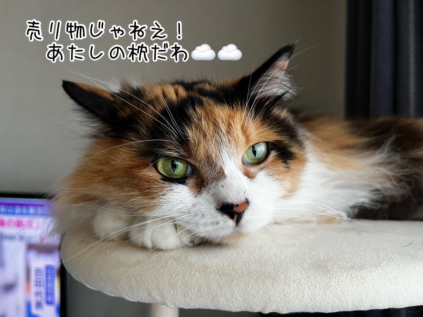 ねこねこ空港 (@nekoneko747) / X