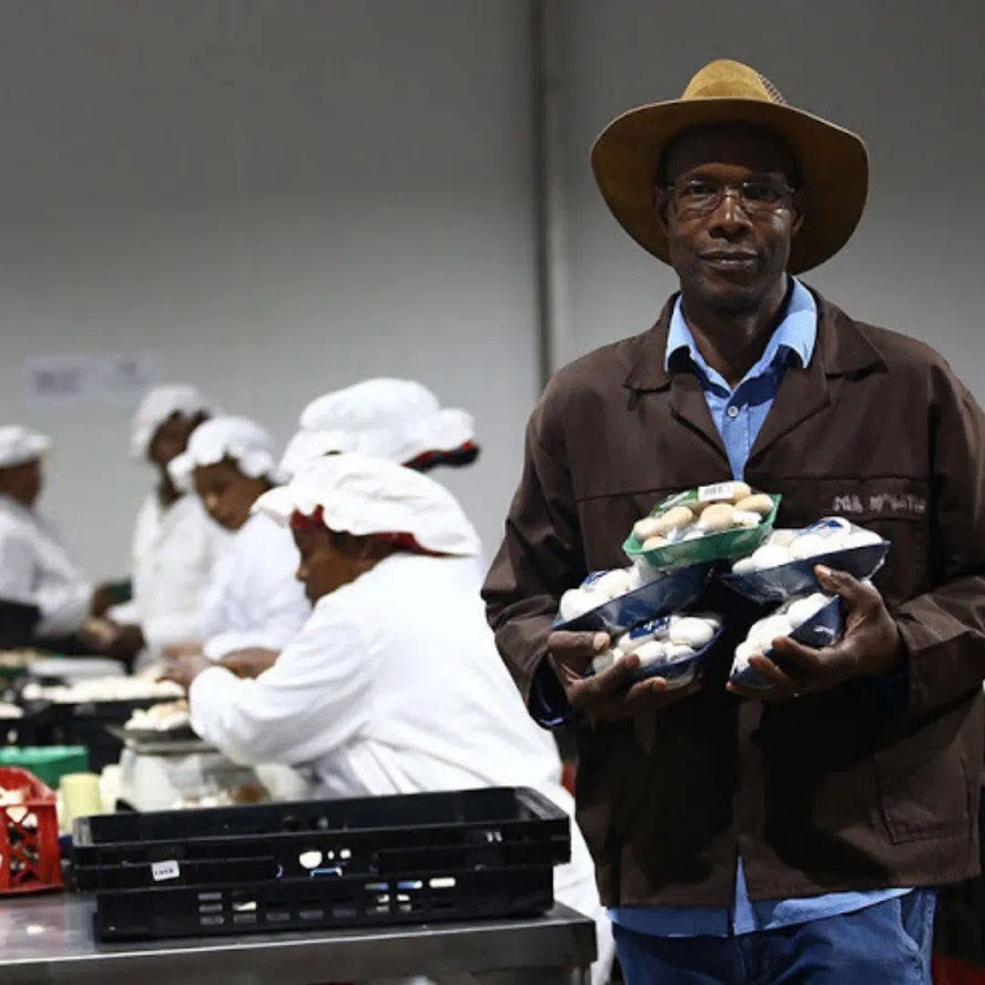 SBmatters_za's tweet image. Meet Mr Peter Nyathi founder of “Tropical Mushrooms”. His products are available at Shoprite Checkers & Pick’N’Pay. 🙏🏾
☎️ ~ 014 577 2680