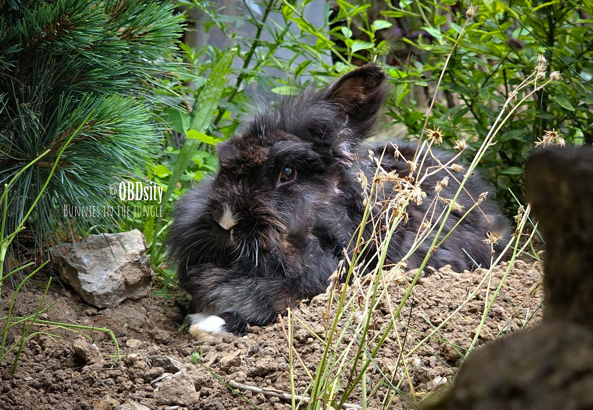 obdsity's tweet image. In the jungle, the mighty jungle, the Dottie sleeps tonight ๐ฆ๐ค
