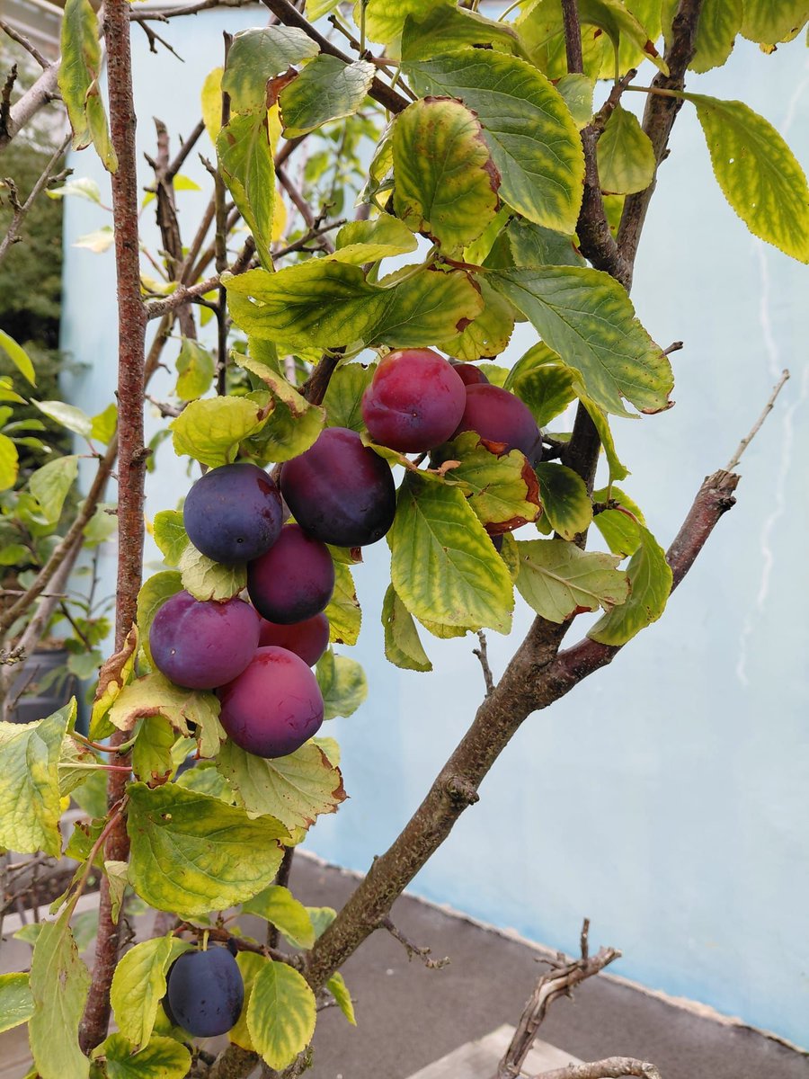 RRR_LUF's tweet image. East Gardening Group 🌱🍓
The fruits of our labour are finally showing...quite literally!
A rewarding day in the garden with great company, fresh air, and a harvest that proves what care and teamwork can grow.
#GrowTogether #CommunityGardening #EastGardeningGroup