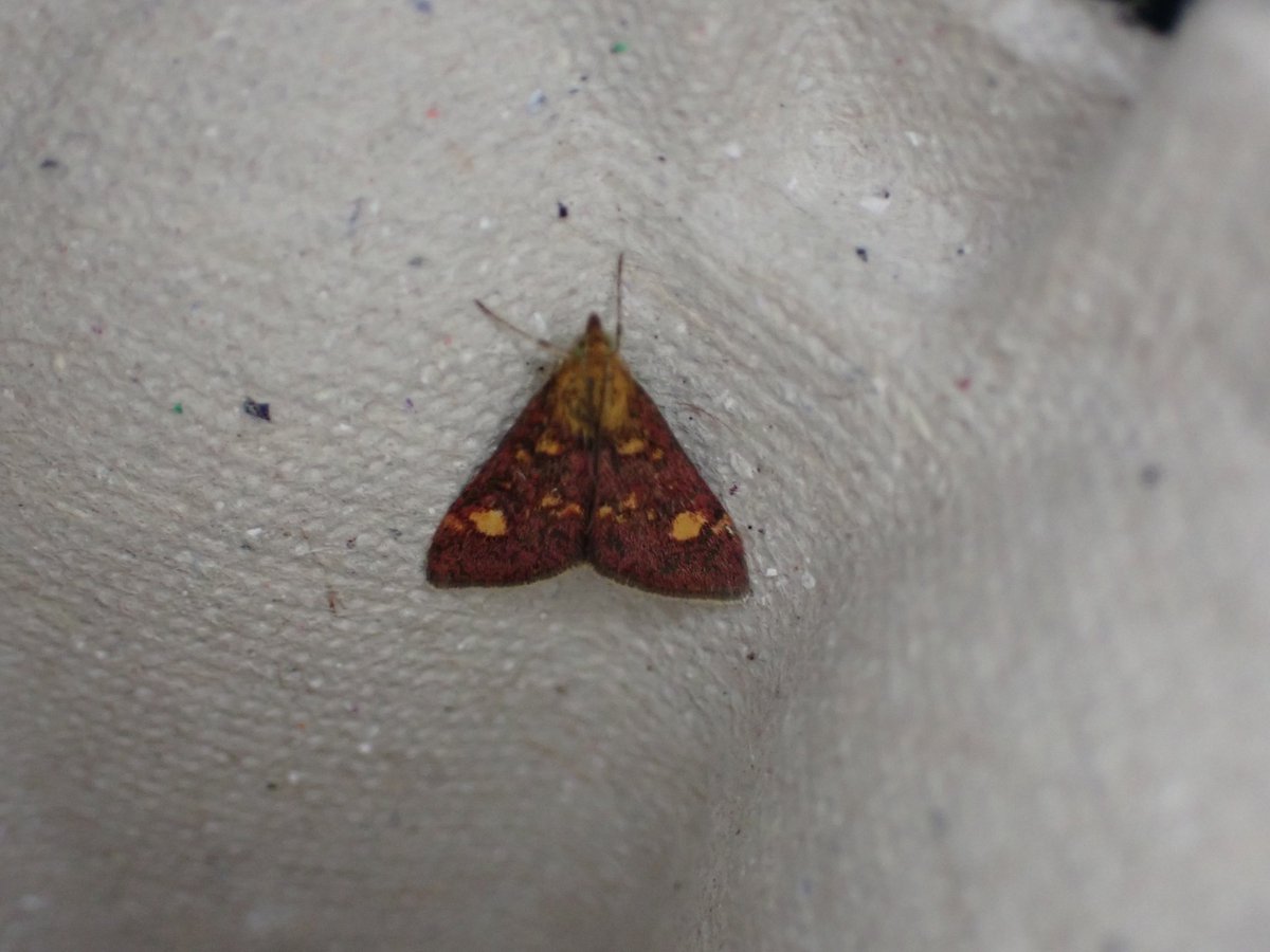 markhows's tweet image. 56 species in the garden (VC29) this morning, but nothing of note