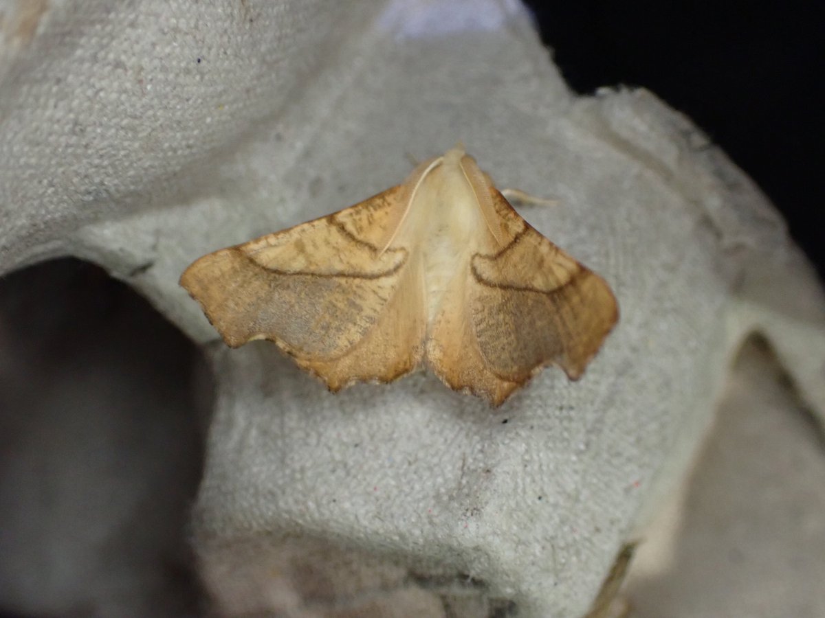 markhows's tweet image. 56 species in the garden (VC29) this morning, but nothing of note