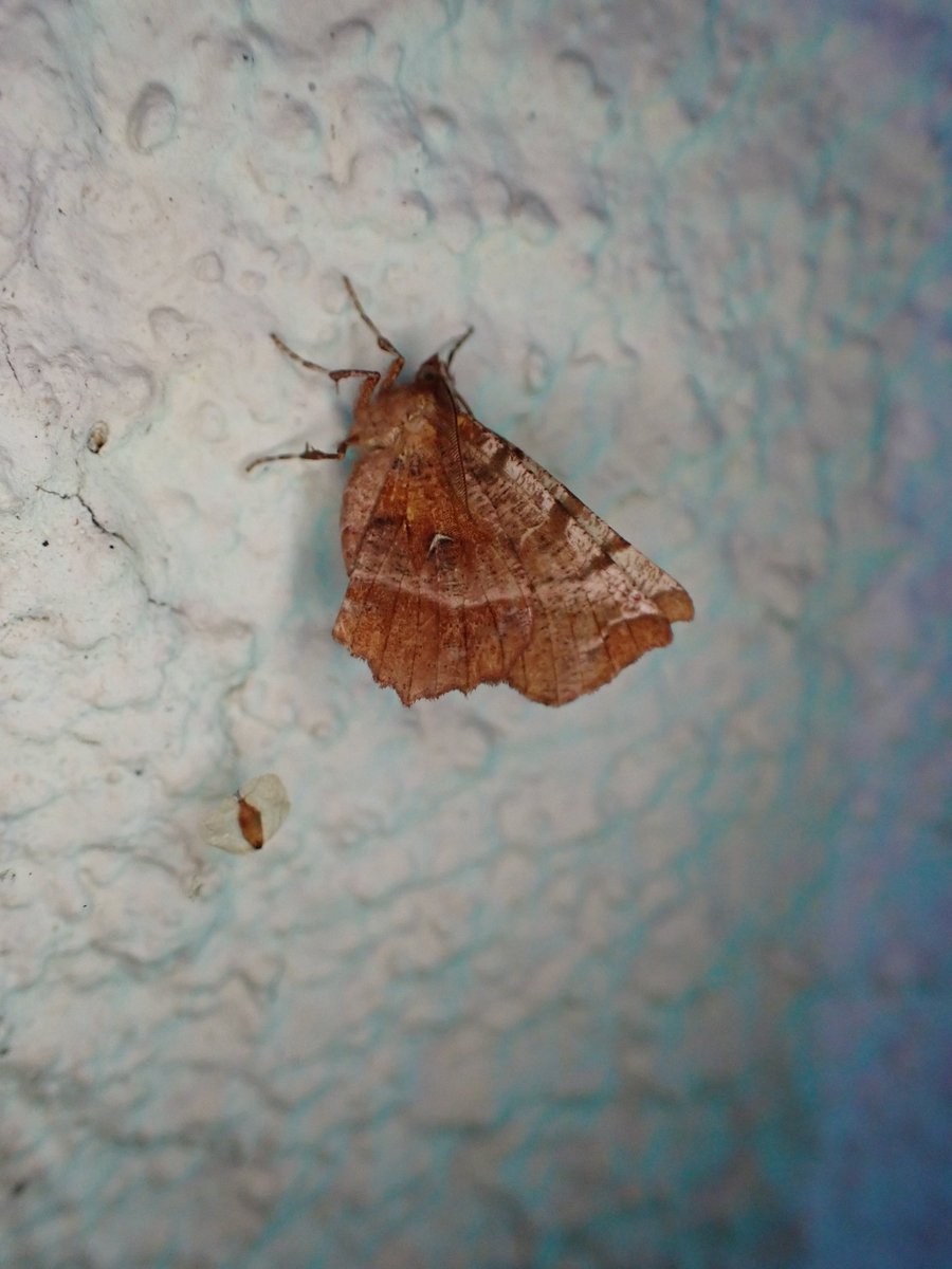 markhows's tweet image. 56 species in the garden (VC29) this morning, but nothing of note